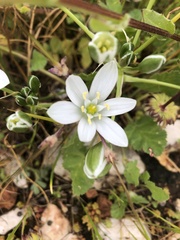 Ornithogalum umbellatum