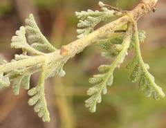 Jamesbrittenia pristisepala