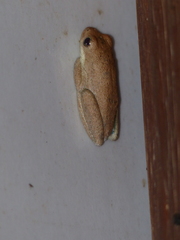 Hyperolius viridiflavus