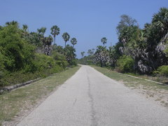 Borassus flabellifer