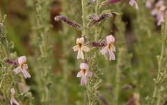 Jamesbrittenia pristisepala