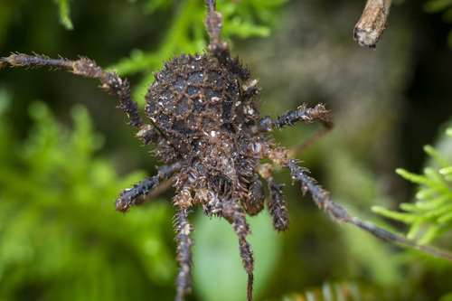 Pristobunus acuminatus