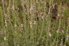 Jamesbrittenia pristisepala