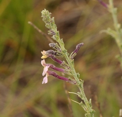 Jamesbrittenia pristisepala
