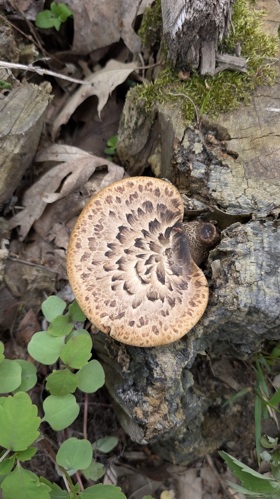 Cerioporus squamosus · May 2026 · photo: © eeglaser (iNaturalist, cc0)