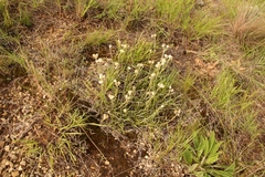 Helichrysum chionosphaerum
