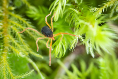 Eriorhynchus