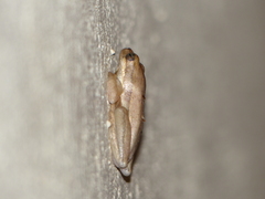 Hyperolius viridiflavus