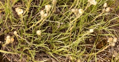 Helichrysum chionosphaerum