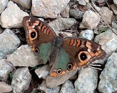 Junonia genoveva genoveva
