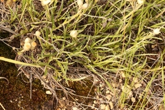 Helichrysum chionosphaerum