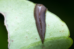 Newzealandia