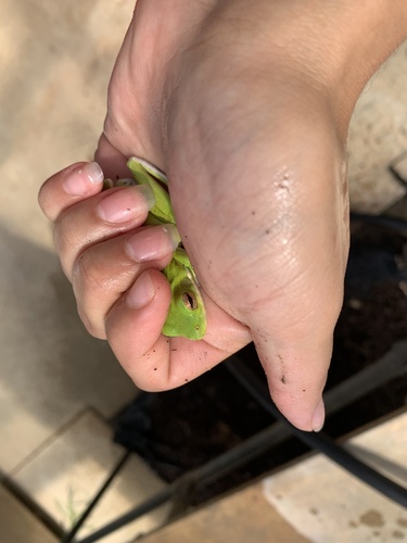 Green Treefrog