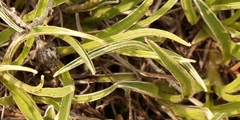 Helichrysum chionosphaerum