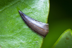 Newzealandia