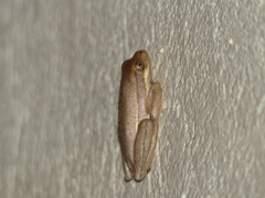 Hyperolius viridiflavus