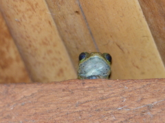 Hyperolius viridiflavus