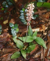 Beloglottis costaricensis