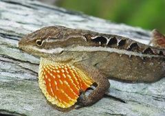 Anolis caceresae