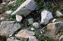 Aylostera atrovirens