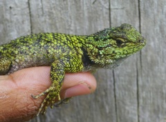 Sceloporus hondurensis