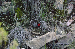 Aylostera atrovirens