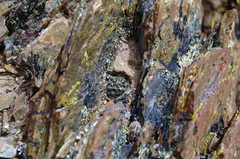 Aylostera atrovirens