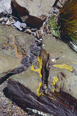 Aylostera atrovirens