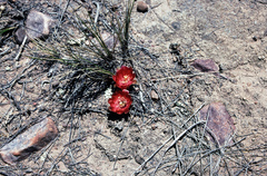 Aylostera atrovirens