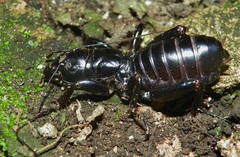 Stenopelmatus honduras