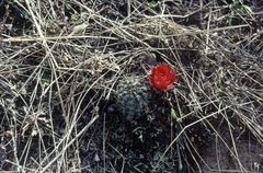 Aylostera atrovirens