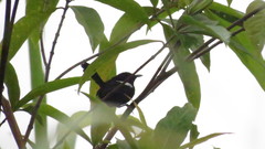 Malurus alboscapulatus