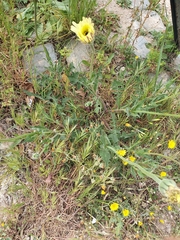 Urospermum dalechampii