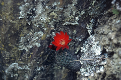 Aylostera atrovirens
