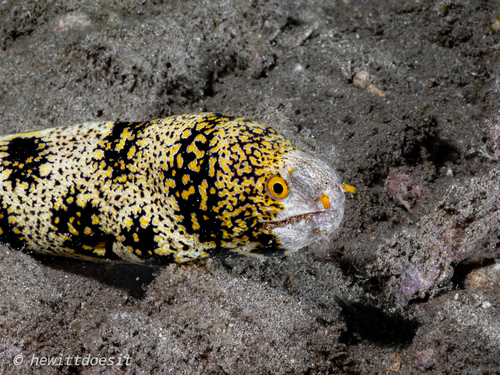 Echidna nebulosa