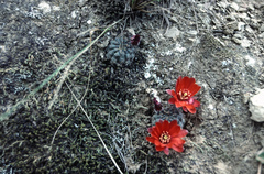 Aylostera atrovirens