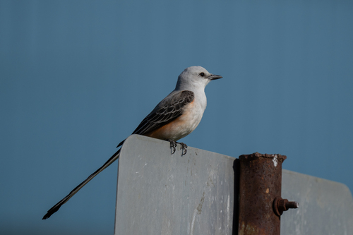 Scissor-tailed Flycatcher