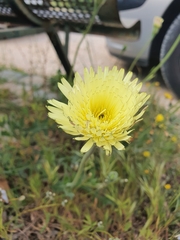 Urospermum dalechampii