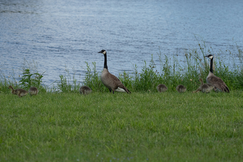 Canada Goose