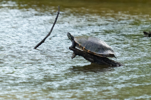River Cooter