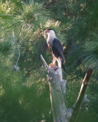 Crested Caracara