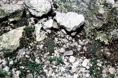 Aylostera atrovirens