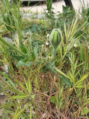 Urospermum dalechampii