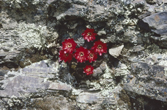 Aylostera atrovirens