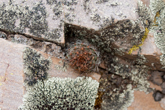 Aylostera atrovirens