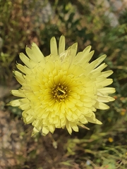 Urospermum dalechampii
