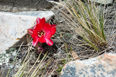 Aylostera atrovirens