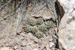 Aylostera atrovirens