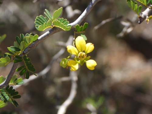 Senna meridionalis, photograph 5