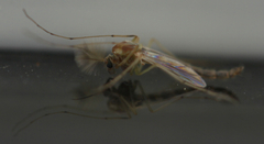 Diptera